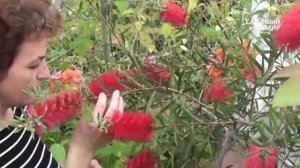 Редкие комнатные растения  Калистемон. Сайт "Садовый мир"