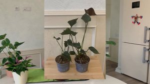 №23. Антуриум. Уход. Полив, пересадка, размещение.