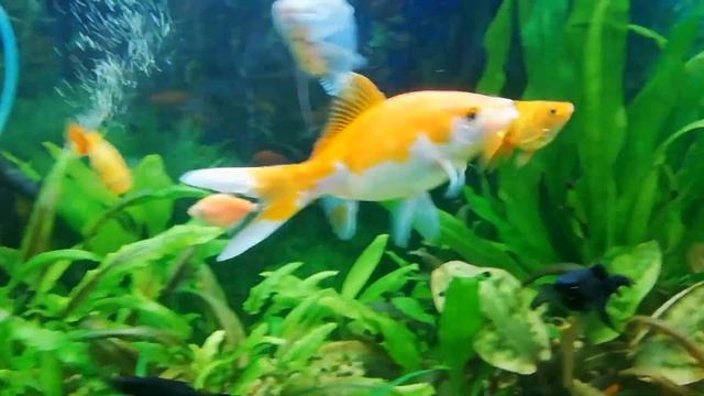 Золотые рыбки. 24 июля. смотреть онлайн