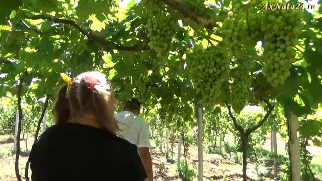 Отпуск-каникулы.Экскурсия по винограднику.Отдых в Юркино у Зои.Крым.Азов.Виноградные лозы.100 сорто