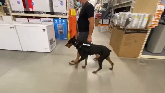 High Class K9 Doberman Celene out in public смотреть онлайн