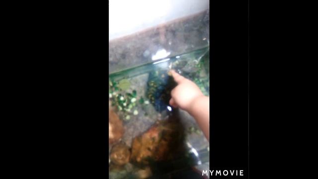 new red-eared slider смотреть онлайн