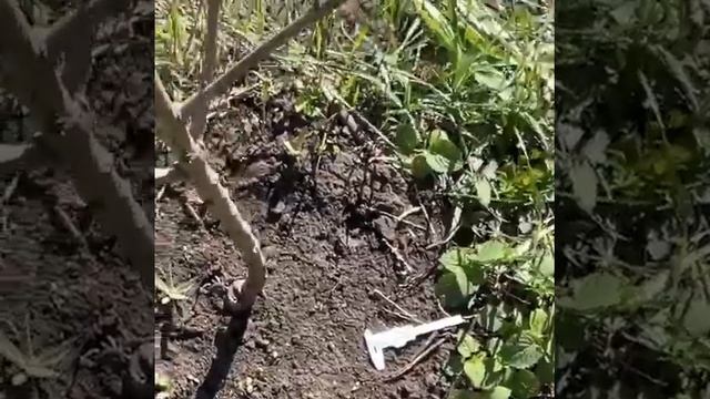 Саженец для формеровки KGB черешня саммит, лапинс. смотреть онлайн