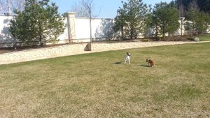 Басенджи и Джек (Парсон) Рассел терьер играют