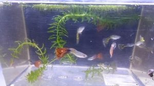 Мои самцы ГУППИ обзор апрель 2017 #самцыгуппи #гуппи