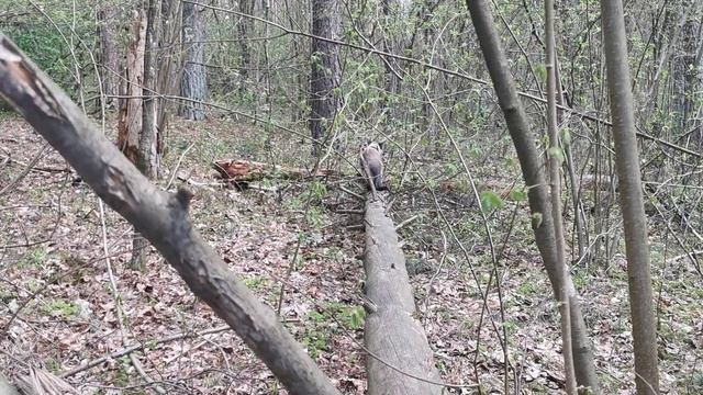 Луна🐕🦺 и Мася🐈 на прогулке в лесу🥰 смотреть онлайн