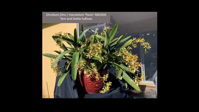 2021 February SAOS Virtual Show Table смотреть онлайн