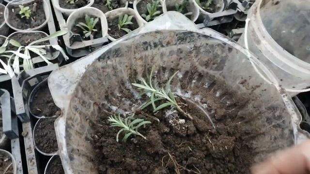 Рассаживаем РОЗМАРИН. Результат осеннего черенкования 2020г. смотреть онлайн