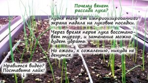 РАССАДА ЛУКА – почему плохо растёт, вянет. Сколько хранится лук Эксибишен?
