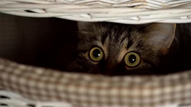 Take your cat's paw and see what happens! смотреть онлайн