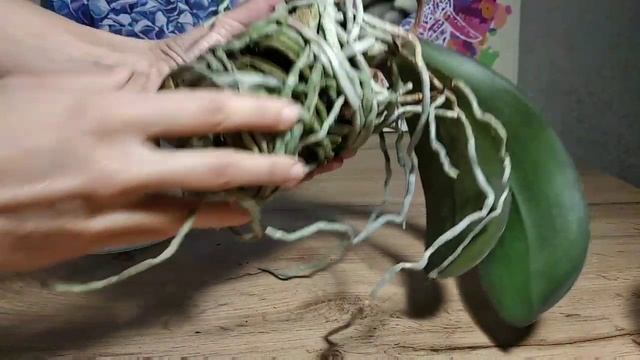 #Орхидея #Пересадка Когда нужно пересаживать орхидеи фаленопсис.