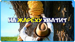 ПОШЛИ ЗА ГРИБАМИ И НЕ ВЗЯЛИ МЕШОК. Майские грибы