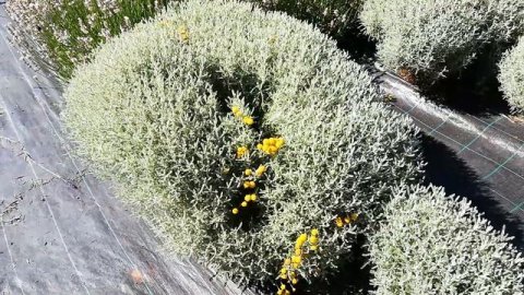 Lavender varieties! Lavanda Galbena, Cotton Lavender (Santolina chamaecyparissus )