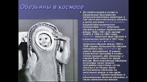 Животные в космосе.