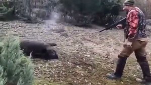 Мы стреляем кабана с 1 ударом