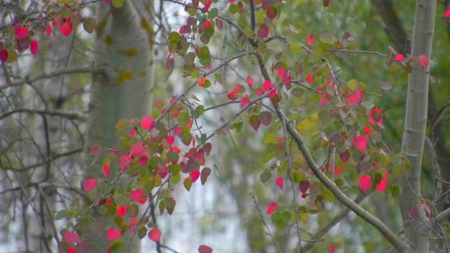Дикий уголок природы в городе. смотреть онлайн