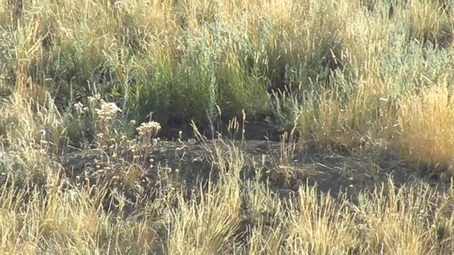 Барсучий выводок смотреть онлайн