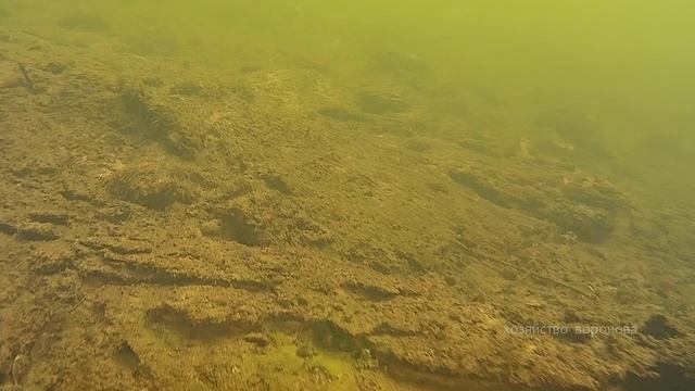 Река Сороть. Высматриваю рыбу дроном под водой