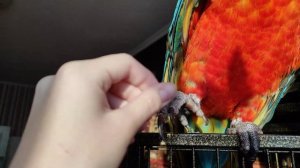 24 часа с Эммой! Прогулка попугая Ара. Все о попугаях Ара