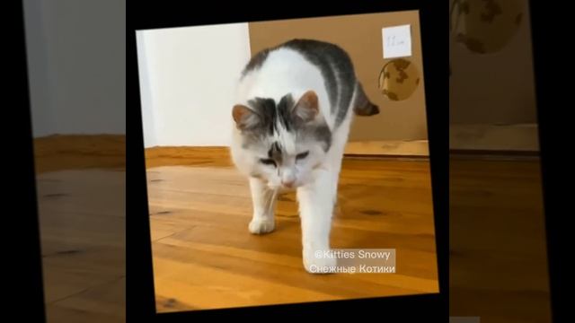 Эдит Мурка с А ну-ка Давай-ка. #анукадавайка смотреть онлайн