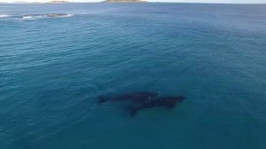 Киты в Питкяранта!Ладожское озеро!