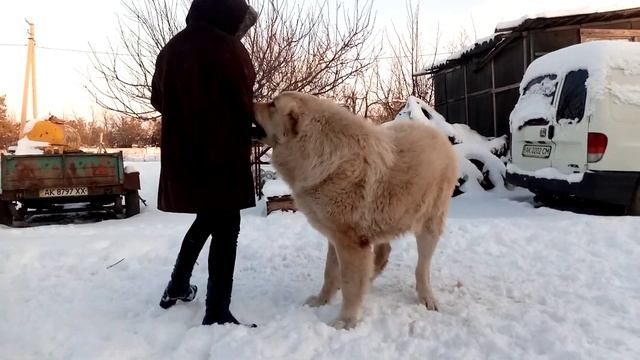 Алабай Бек 1.2г. вес 98кг. рост 94см.Alabai, Alabay, Волкодав, САО, Среднеазиатская овчарка.