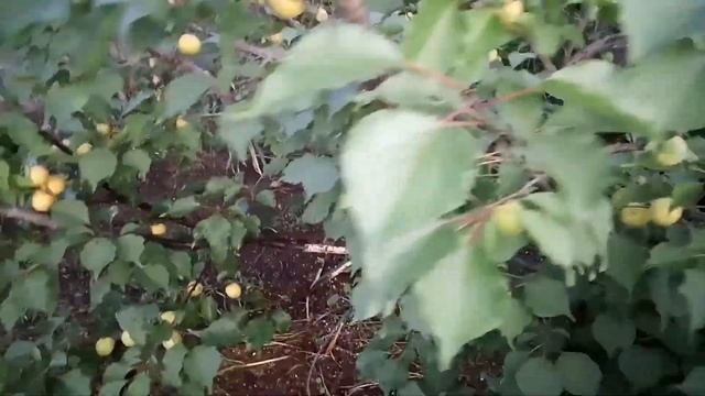 #9.Выращивание абрикоса на Южном Урале часть 2 в Челябинске