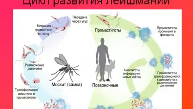 Паразиты одноклеточные.AVI смотреть онлайн