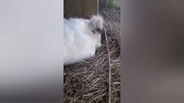 Теперь у меня есть куры - китайская шёлковая курица смотреть онлайн