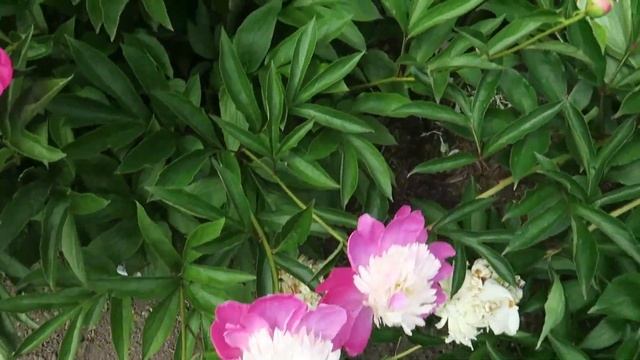 Peonies Galore смотреть онлайн