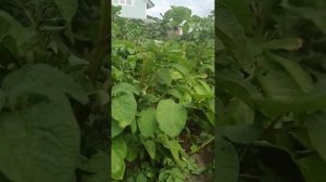 Сорт картошки. Молодая картошка. Фиолет ,Гала,Удача и другие !!!