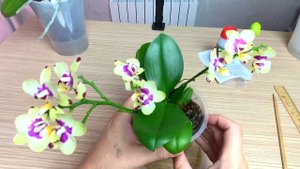 орхидея после силипланта ОСМИНОЖНЫЕ корни орхидеи