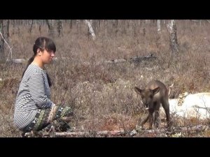 ДАВАЙ, ПОЕХАЛИ К ЭВЕНКАМ, ГДЕ САША КОРМИТ ОЛЕНЕЙ.