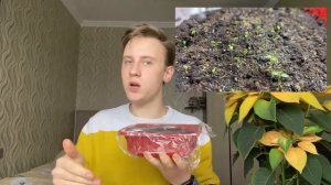 Почему рассада земляники, или петунии начинает падать.