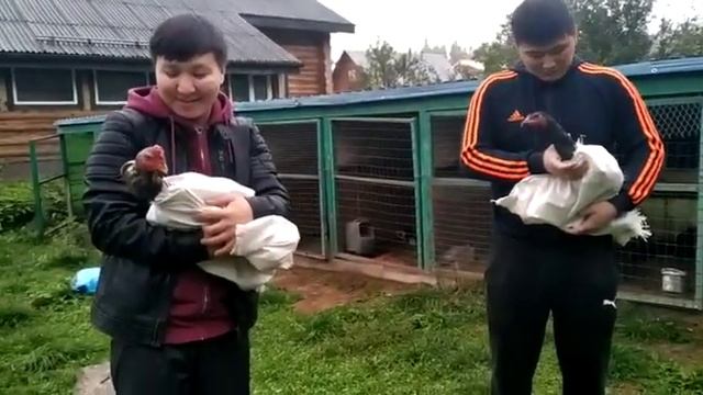 Ждём Петушка и Курочку,от Наталья Мамедова. смотреть онлайн