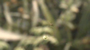 Зеленые животные. Все части - Документальный фильм - Сборник