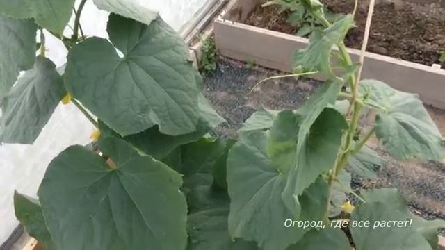 От такого ухода огурцов будет полно.mp4 смотреть онлайн