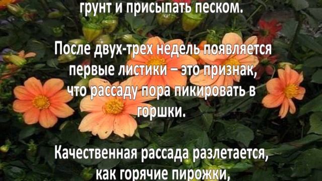 Выращивание георгинов. Бизнес идея