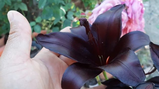 Cuidados del Lilium / Lily / Lilio / Azucena смотреть онлайн