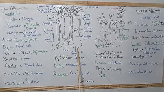 Ch9 Class Anthozoa characteristics, Anemone Structure,Stony coral polyp, octacorallian coral смотреть онлайн