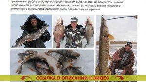 Какие приманки лучше для ловли рыбы