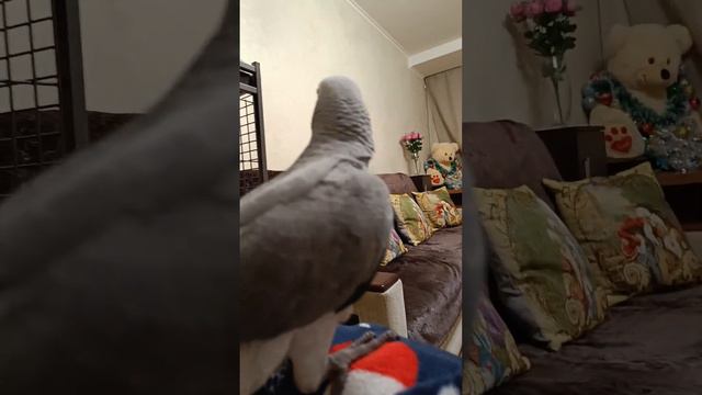 Жакоша Маргоша. Доброй ночи, сладких снов!🥰❤️ #жако #попугайжако #попугай #ночь #спокойнойночи #сон