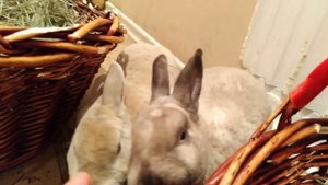 Катя играет с кроликами в Зайкафе Влог из Кафе / Pretty Katy Queen