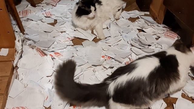 как кормить бездомных кошек