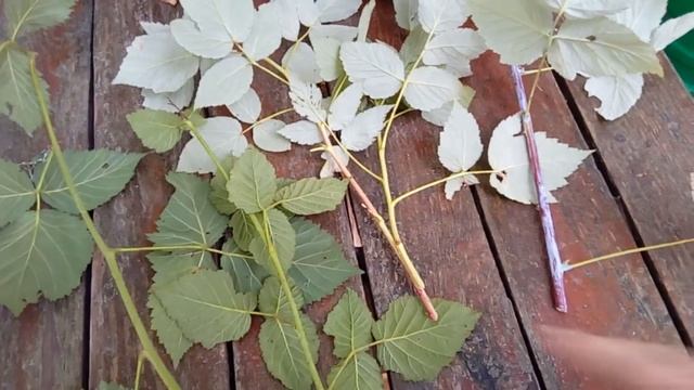 Почему кумберленд малина, а не ежевика и не ежемалина смотреть онлайн