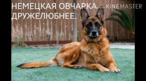 Немецкая овчарка против ротвейлера.