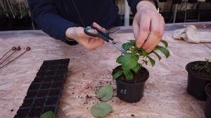 Размножение, обрезка и уход за Фуксией зимой.