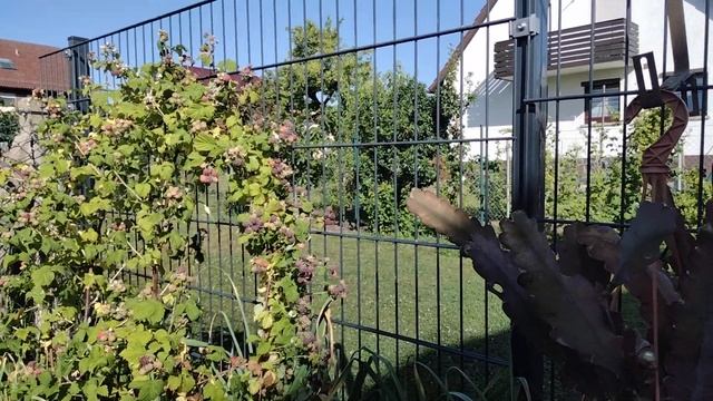 Отправляю посылки с кактусами.Мои эпифиллумы пахнут.Виды листовых кактусов.Работа в теплице. смотреть онлайн