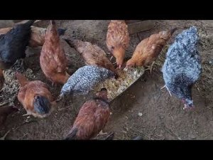 Мешанка для ЛУЧШЕЙ ЯЙЦЕНОСКОСТИ у кур/ чем кормить кур несушек