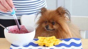 DIY Candy for Dogs(!!) | 4th of July Stars and Stripes Gummies | Homemade Dog Treats | DIY Dog Trea